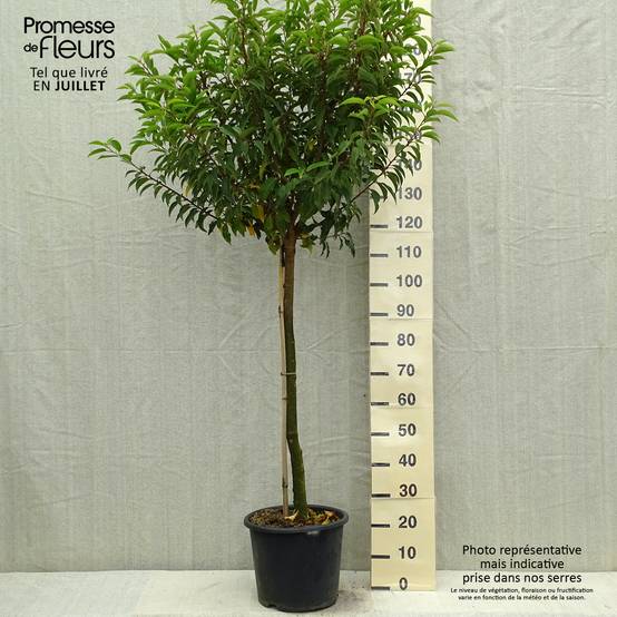 Laurier du Portugal - Prunus lusitanica Myrtifolia Pot de 12L/15L, Demi-Tige - Image 2