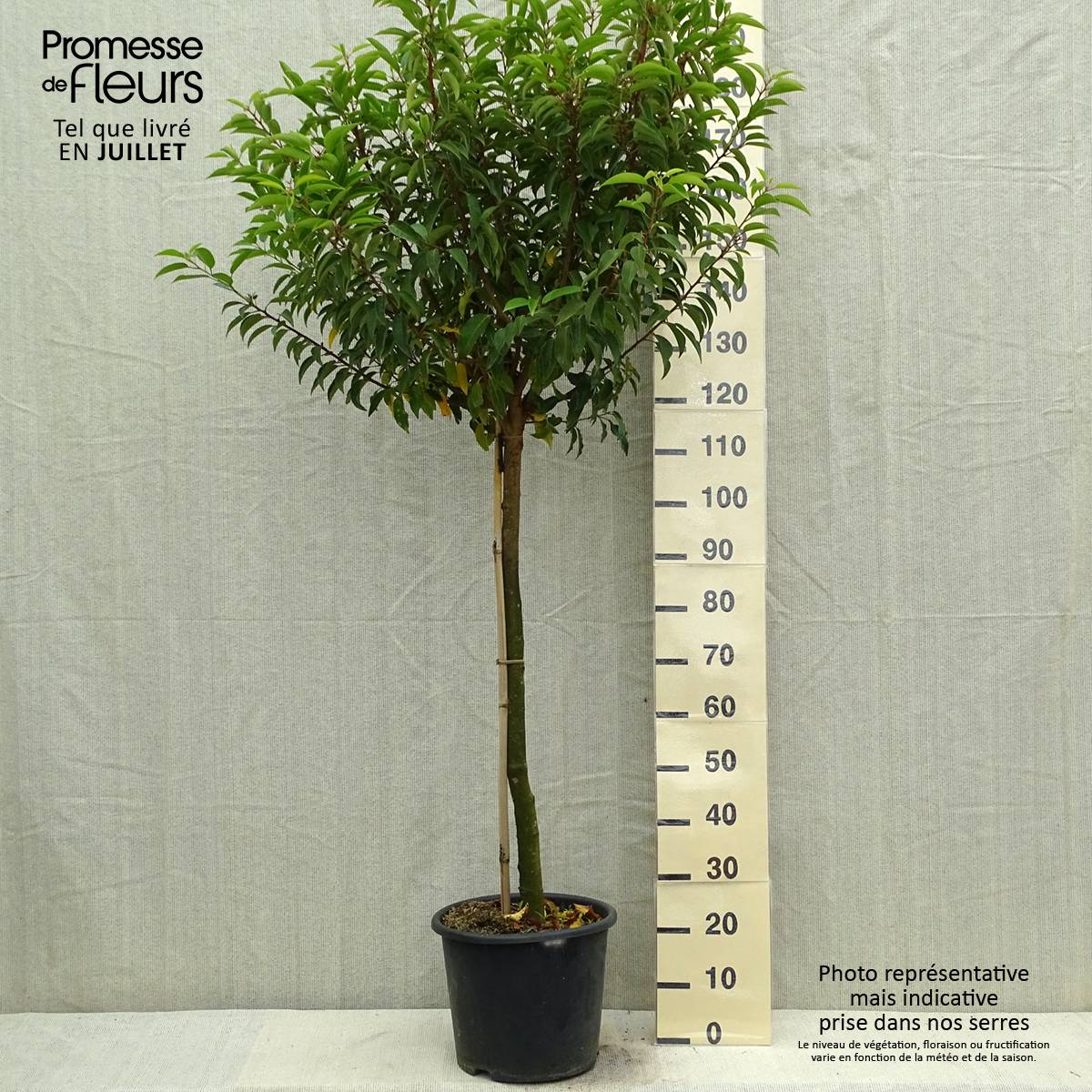 Laurier du Portugal - Prunus lusitanica Myrtifolia Pot de 12L/15L, Demi-Tige - Image 2