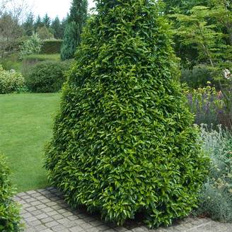 Promesse de Fleurs - Laurier du Portugal - Prunus lusitanica Myrtifolia Pot de 12L/15L, Demi-Tige