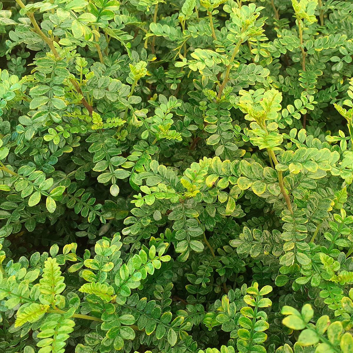 Zanthoxylum beecheyanum - Poivrier de Chine nain Pot de 3L/4L - Image 1