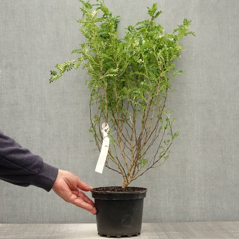Zanthoxylum beecheyanum - Poivrier de Chine nain Pot de 3L/4L - Image 2