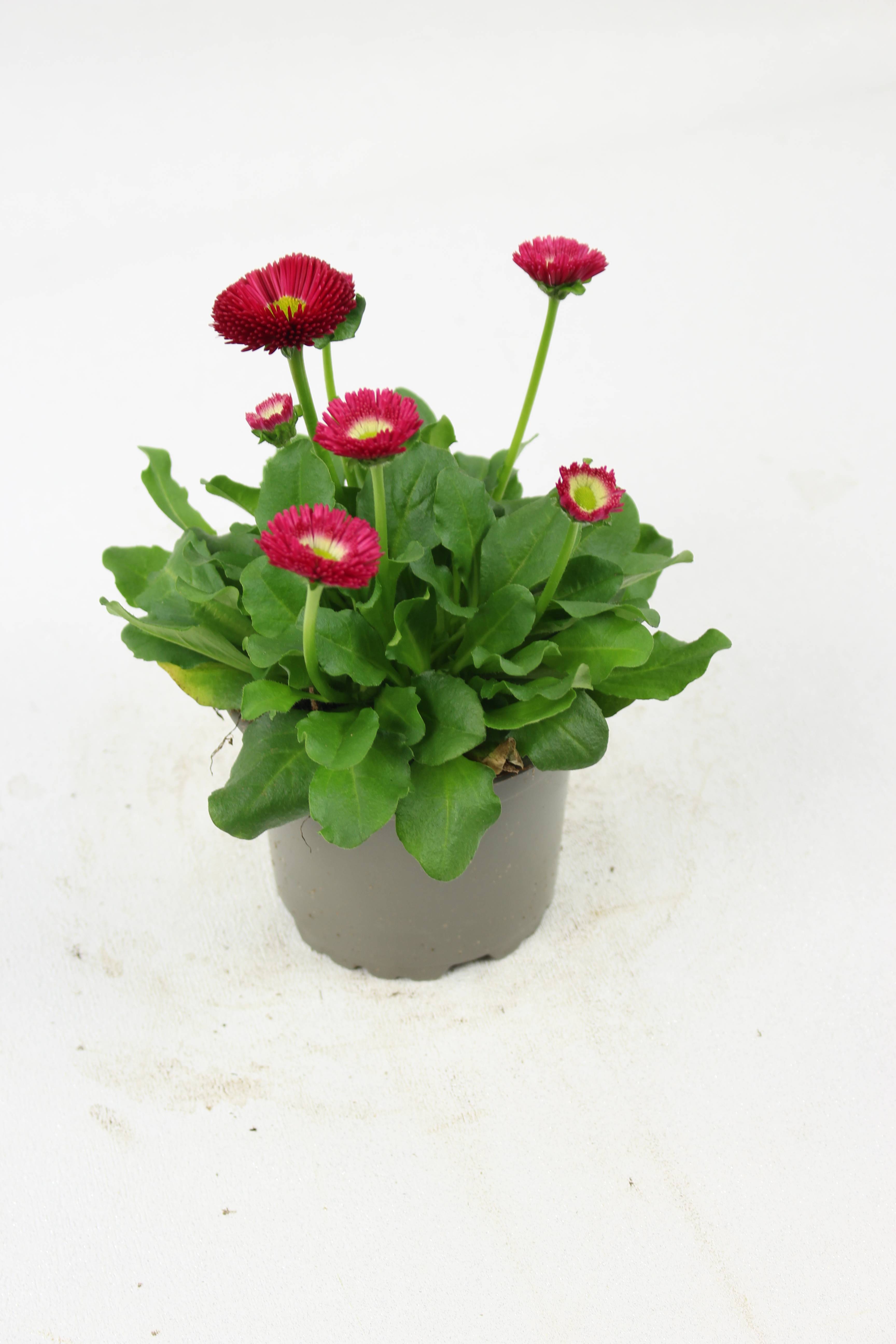 Fleuron D'Anjou - Pâquerette pot de 10,5 cm rose - Image 3