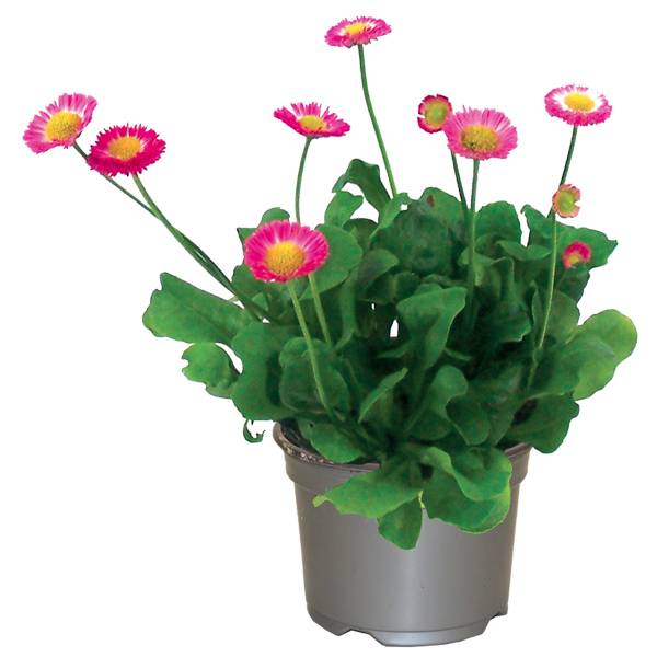 Fleuron D'Anjou - Pâquerette pot de 10,5 cm rose - Image 1