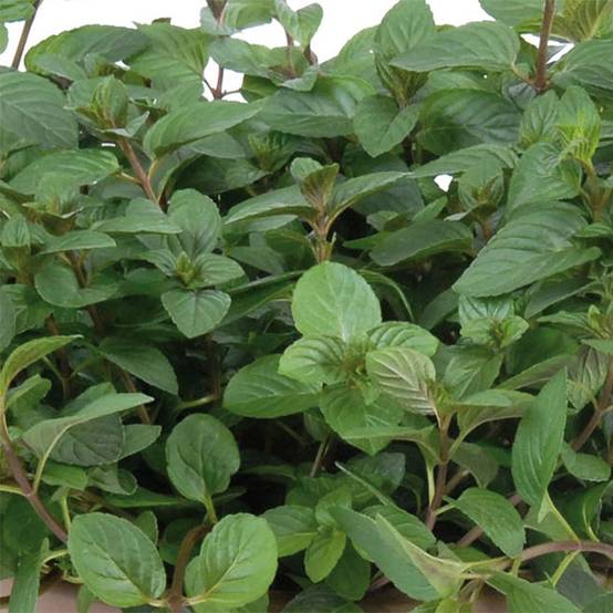Promesse de Fleurs - Menthe chocolat - Mentha x piperita schocominze Godet de 8/9 cm