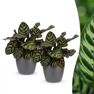 Calathea Makoyana - Plante Paon - Pot de 12cm - Hauteur 25cm - 2 plantes - Gris - Plantes d'intérieur