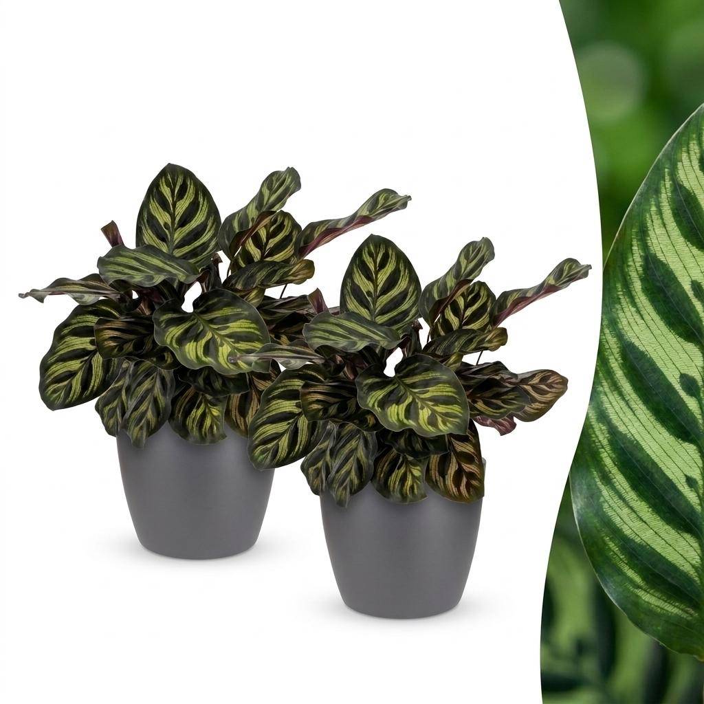 Calathea Makoyana - Plante Paon - Pot de 12cm - Hauteur 25cm - 2 plantes - Gris - Plantes d'intérieur - Image 1