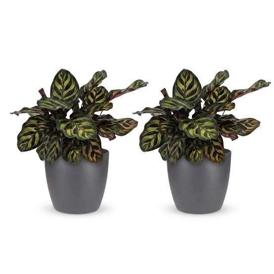 Calathea Makoyana - Plante Paon - Pot de 12cm - Hauteur 25cm - 2 plantes - Gris - Plantes d'intérieur - Image 2