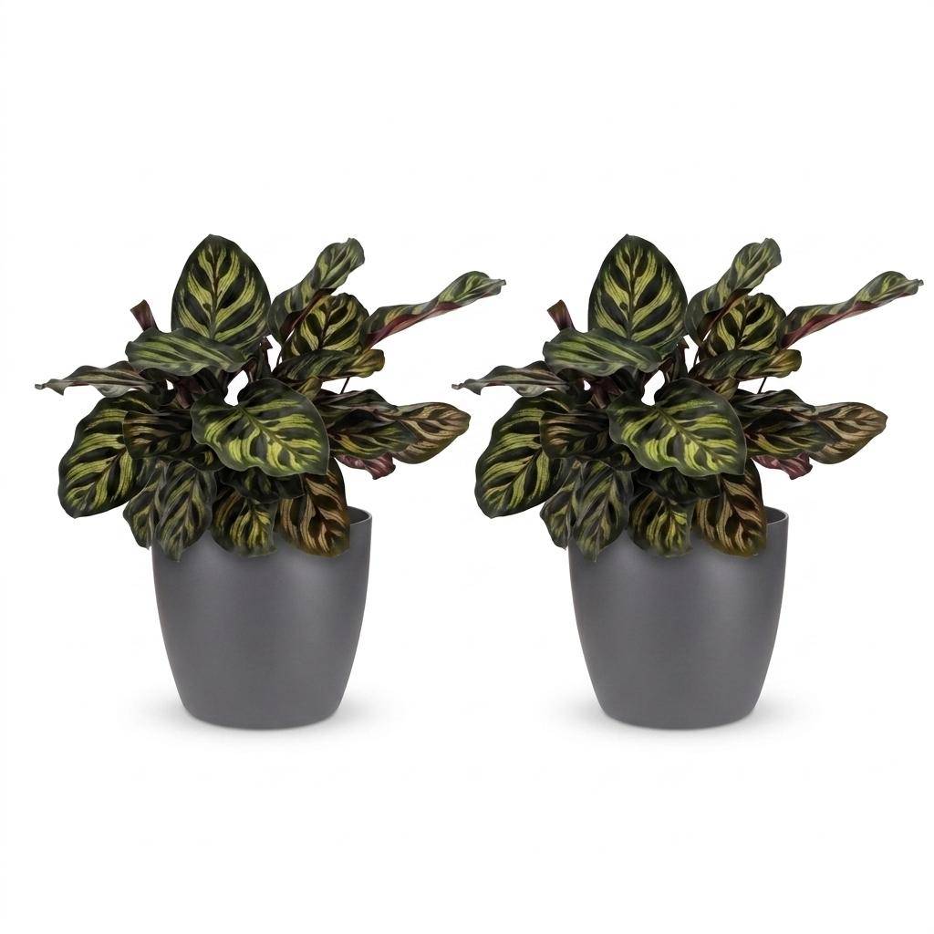 Calathea Makoyana - Plante Paon - Pot de 12cm - Hauteur 25cm - 2 plantes - Gris - Plantes d'intérieur - Image 2