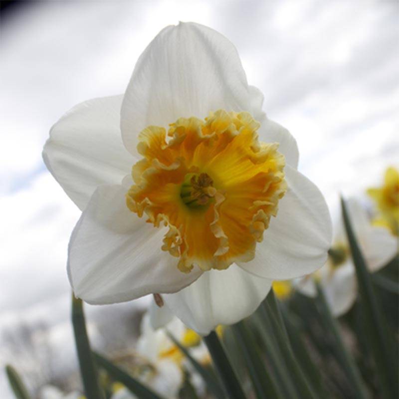 Promesse de Fleurs - Narcisse Chantilly Bulbe calibre 12+ (par 10)