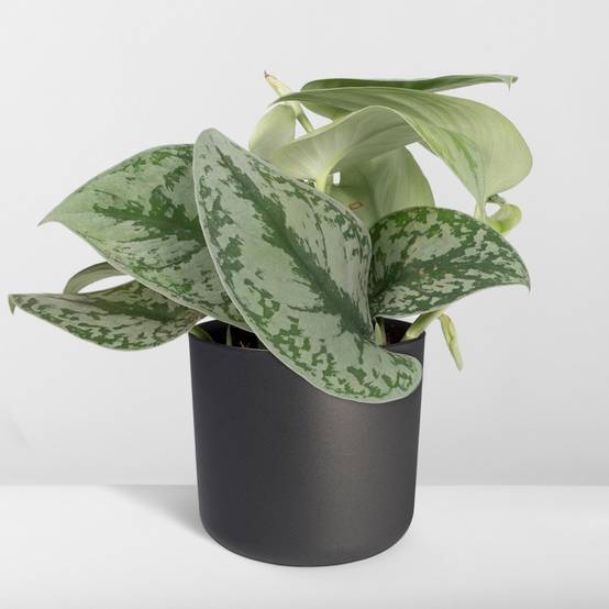Pothos Scindapsus Pictus Epipremnum H15 Cm - H15cm - Image 7