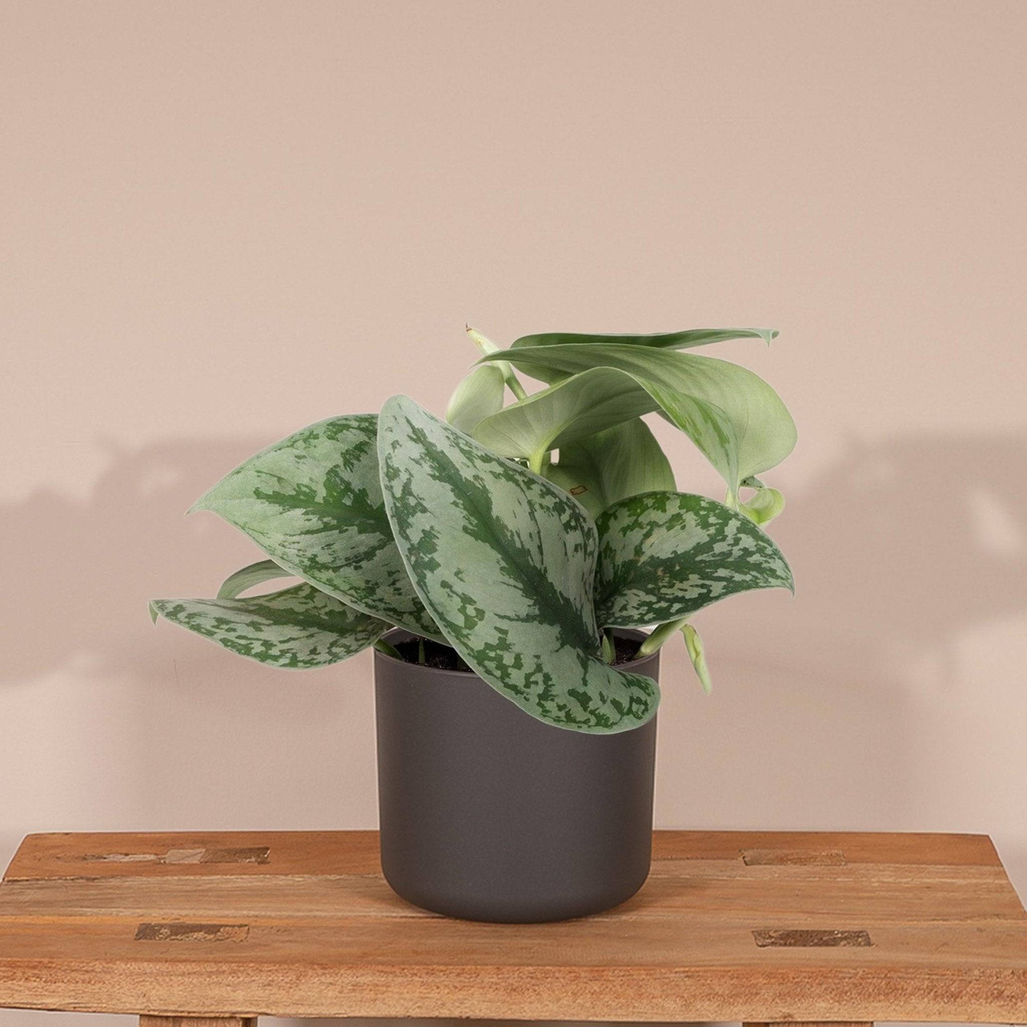 Pothos Scindapsus Pictus Epipremnum H15 Cm - H15cm - Image 2