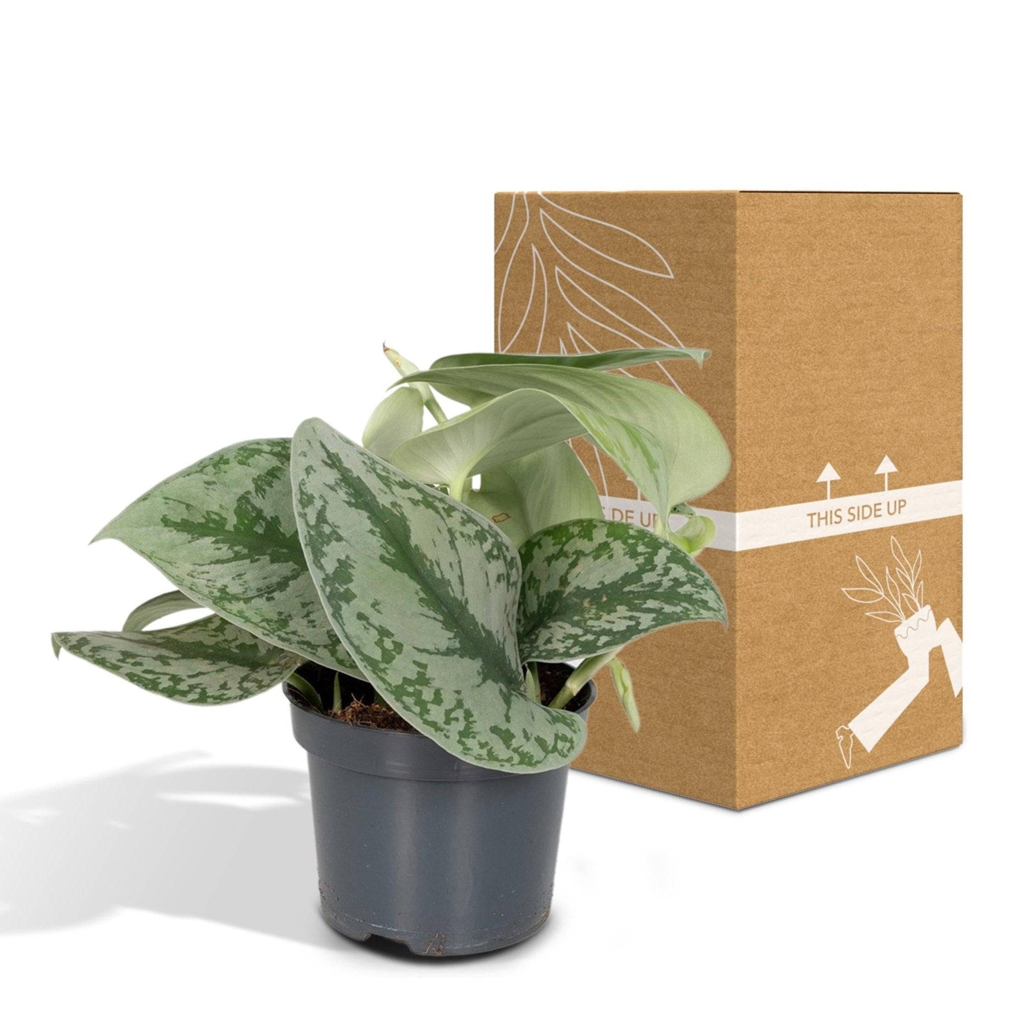 Pothos Scindapsus Pictus Epipremnum H15 Cm - H15cm - Image 5