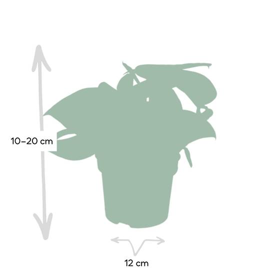 Pothos Scindapsus Pictus Epipremnum H15 Cm - H15cm - Image 4