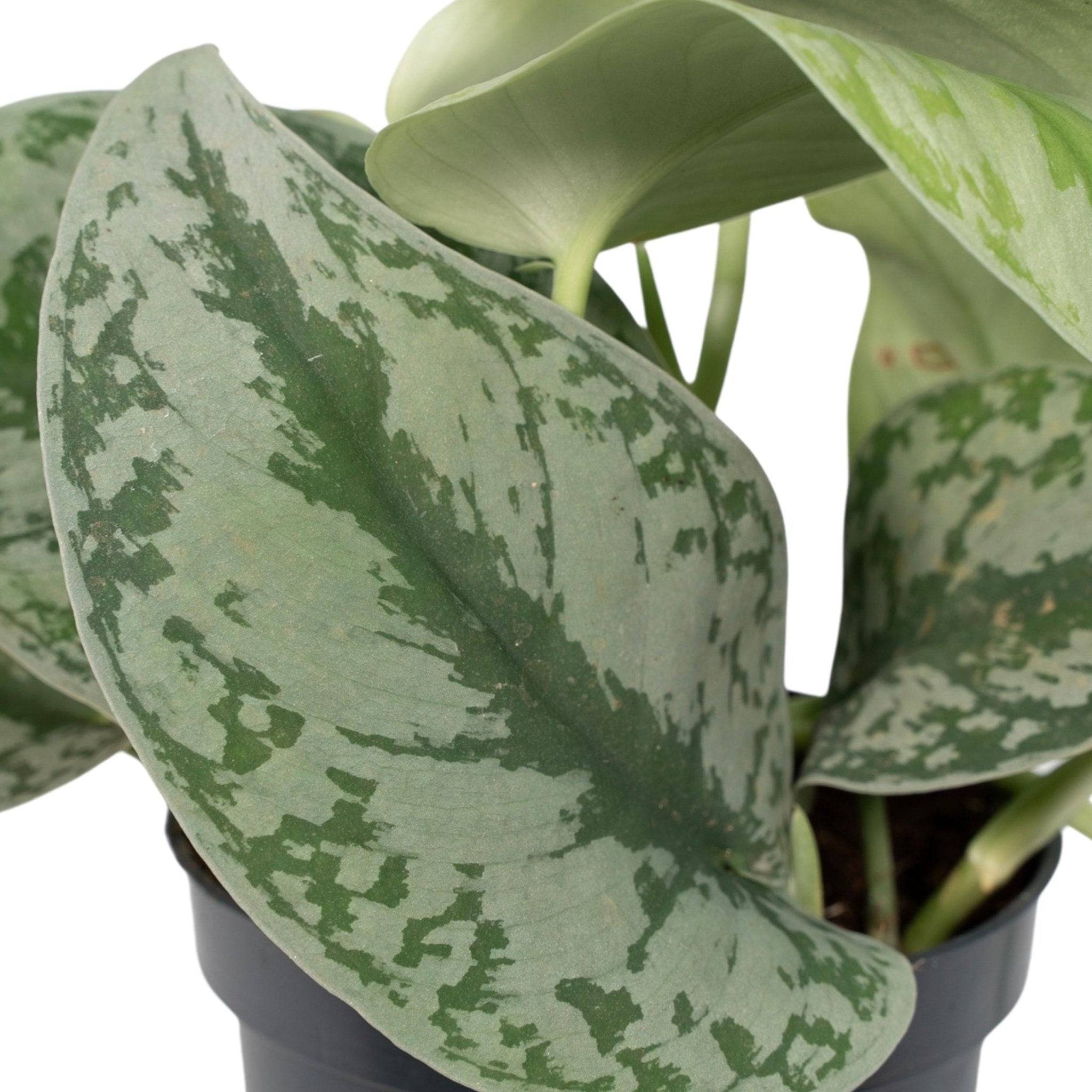 Pothos Scindapsus Pictus Epipremnum H15 Cm - H15cm - Image 3