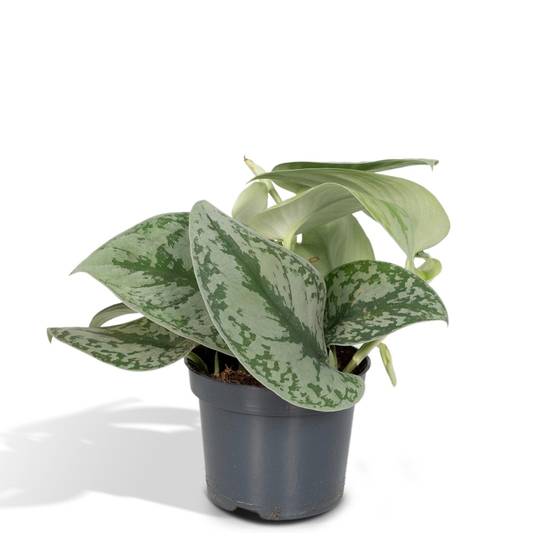 Pothos Scindapsus Pictus Epipremnum H15 Cm - H15cm - Image 1