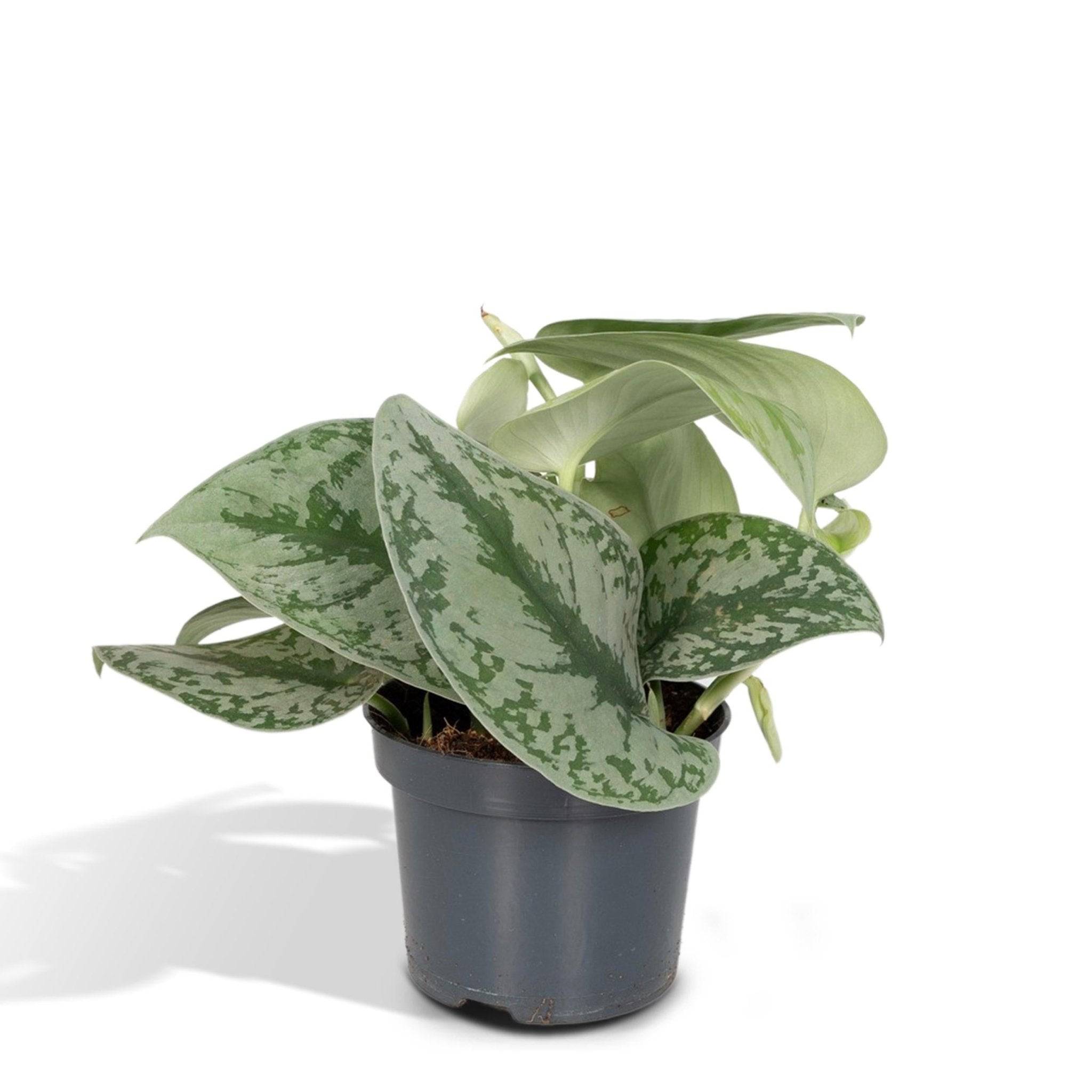Pothos Scindapsus Pictus Epipremnum H15 Cm - H15cm - Image 1