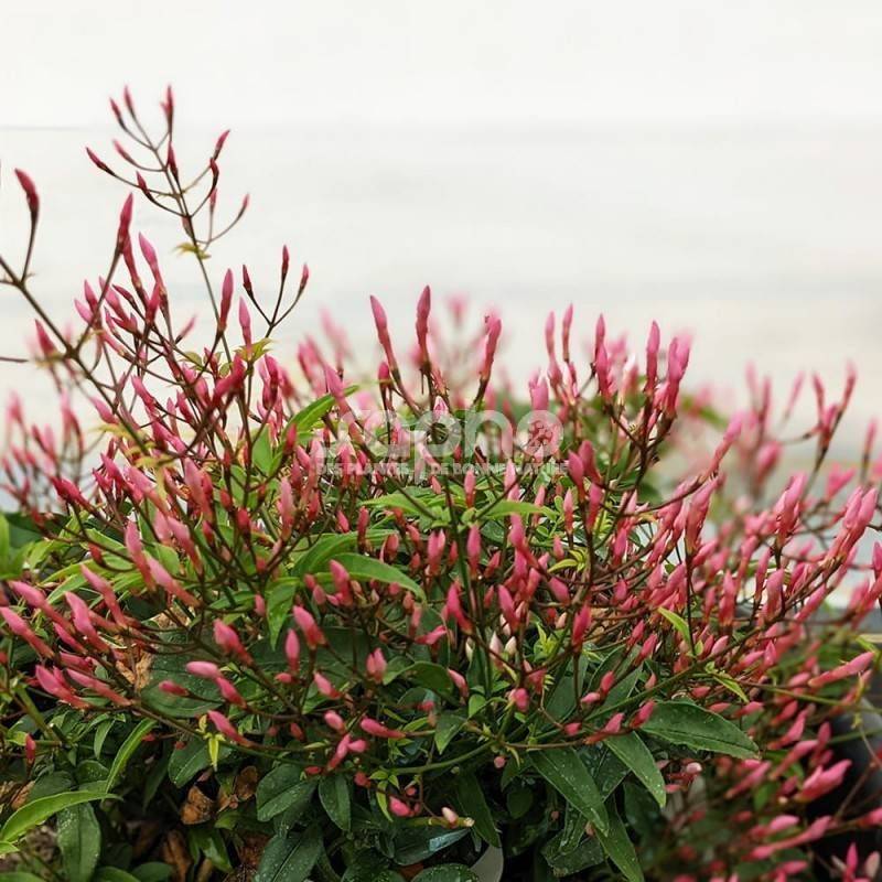Jasmin Starry® Night 'Mormin1201' à fleurs Rose - feuillage Caduc - Godet - 5/20 cm-  hauteur à maturité De 3,00 m à 5,00 m - Imagen 3