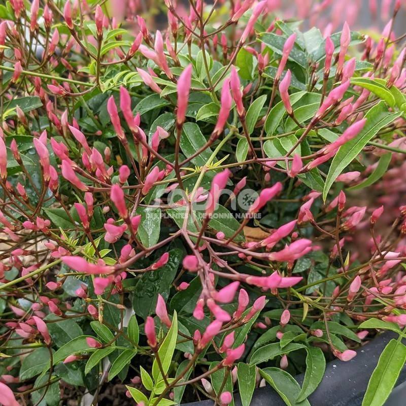 Jasmin Starry® Night 'Mormin1201' à fleurs Rose - feuillage Caduc - Godet - 5/20 cm-  hauteur à maturité De 3,00 m à 5,00 m - Imagen 7