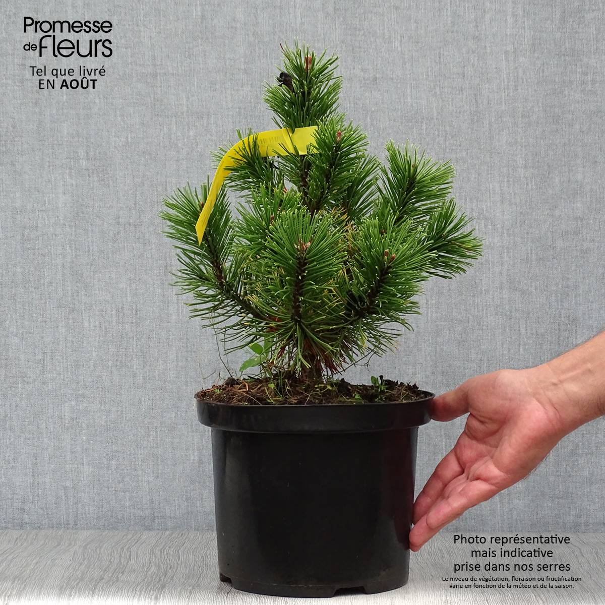 Pin de montagne - Pinus mugo Carsten's Wintergold Pot de 4L/5L - Jardiland