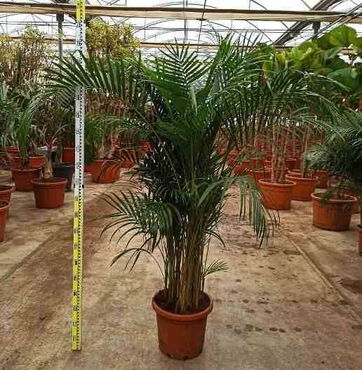 0 - Dypsis lutescens (Palmier multipliant) Pot de 80L - 250/275 cm - Image 3