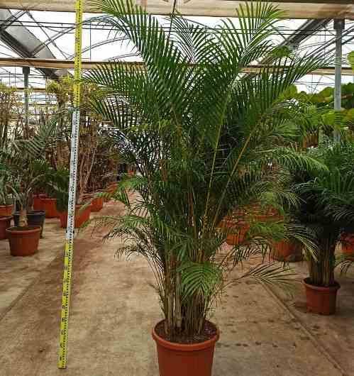 0 - Dypsis lutescens (Palmier multipliant) Pot de 80L - 250/275 cm - Image 2