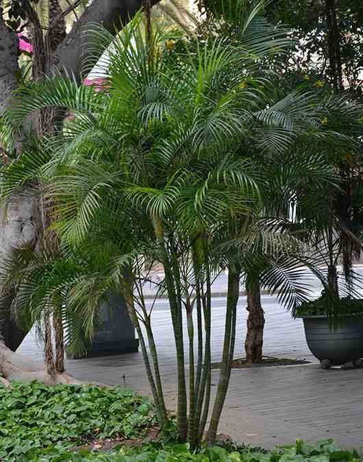 0 - Dypsis lutescens (Palmier multipliant) Pot de 80L - 250/275 cm - Image 1