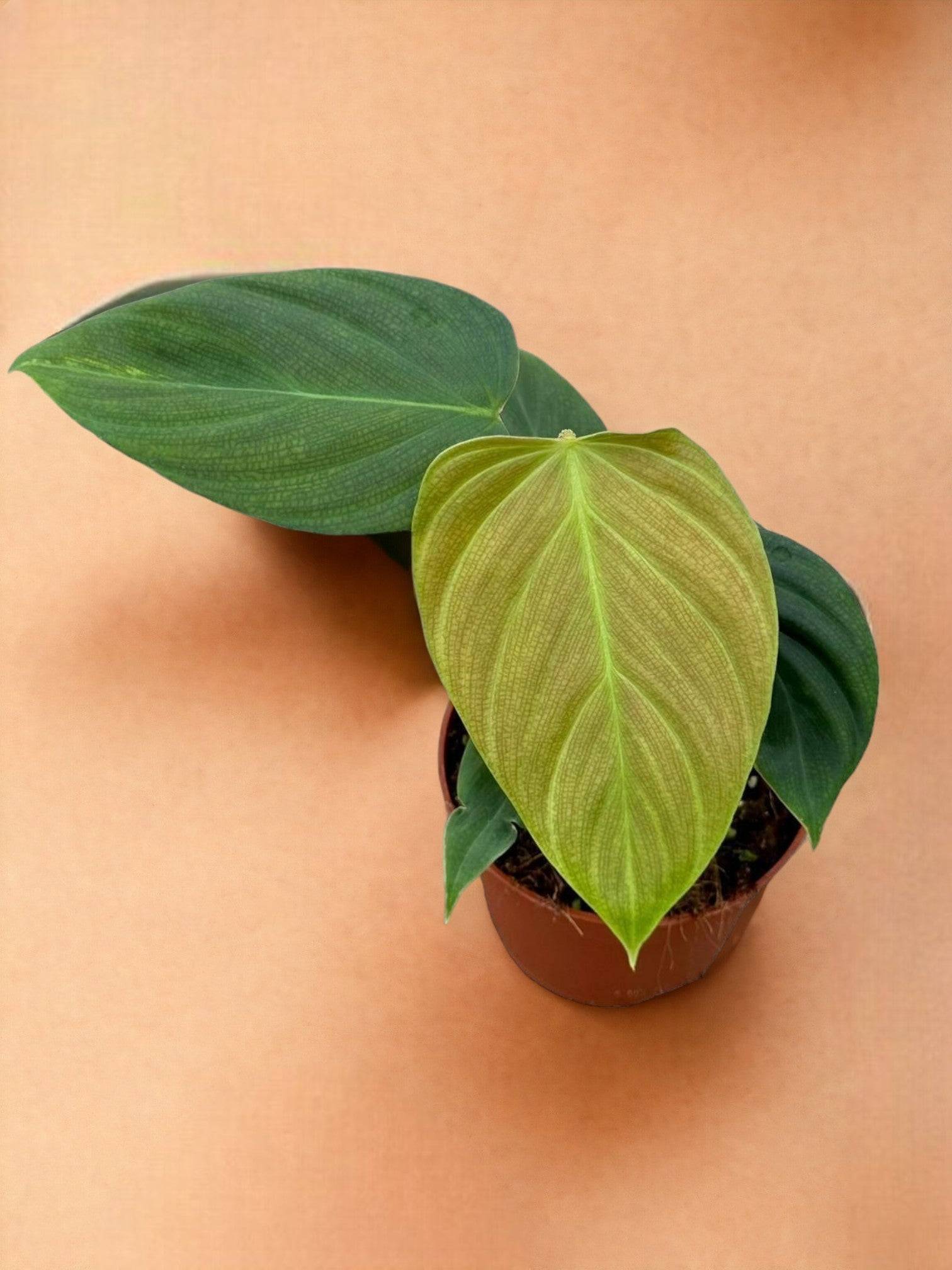 Philodendron Nangaritense- La Green Touch