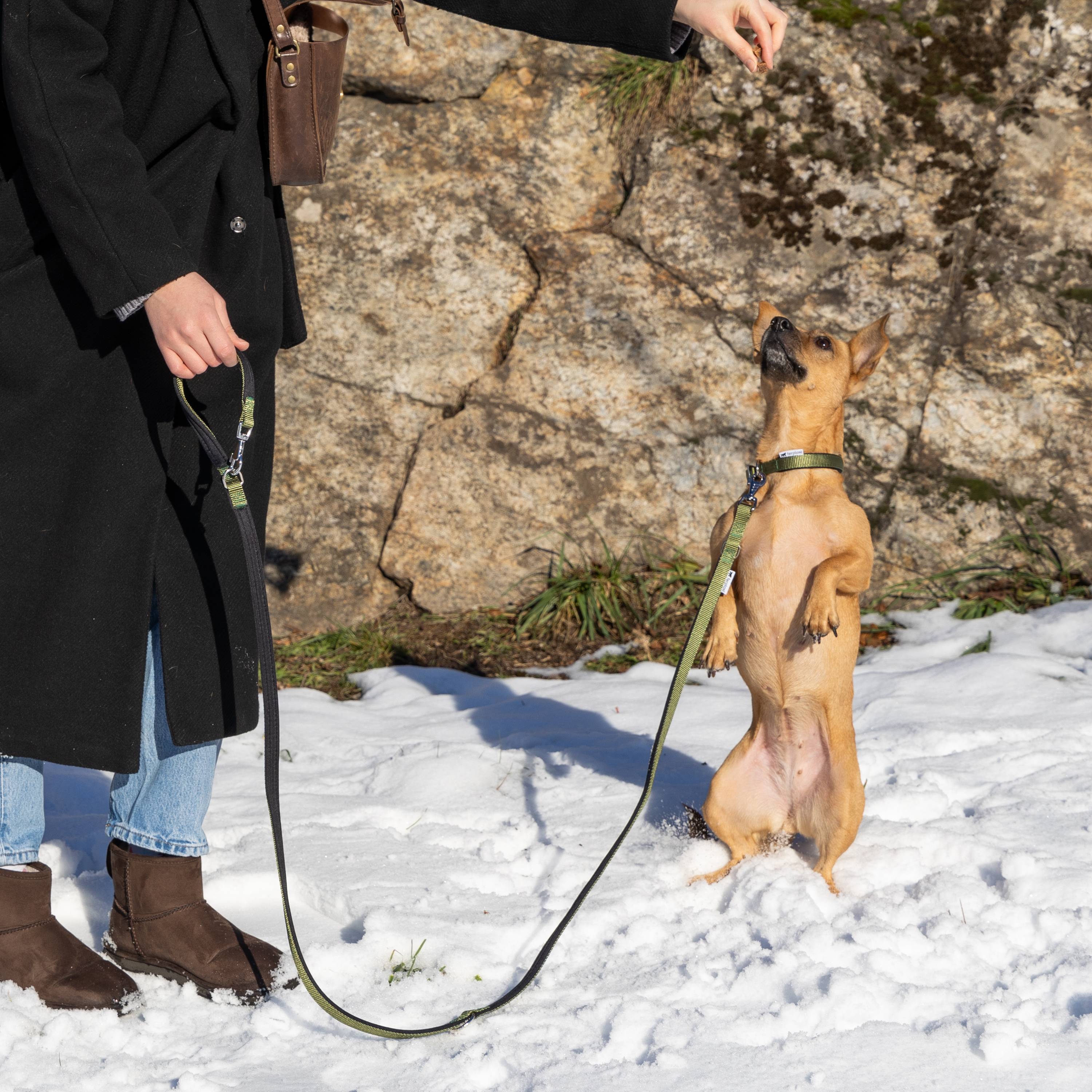 Ferplast - Ferplast laisse pour chien Daytona, laisse pour chien taille petite, 200 cm, laisse de dressage avec poignée rembourrée confortable et mousqueton en - Imagen 5