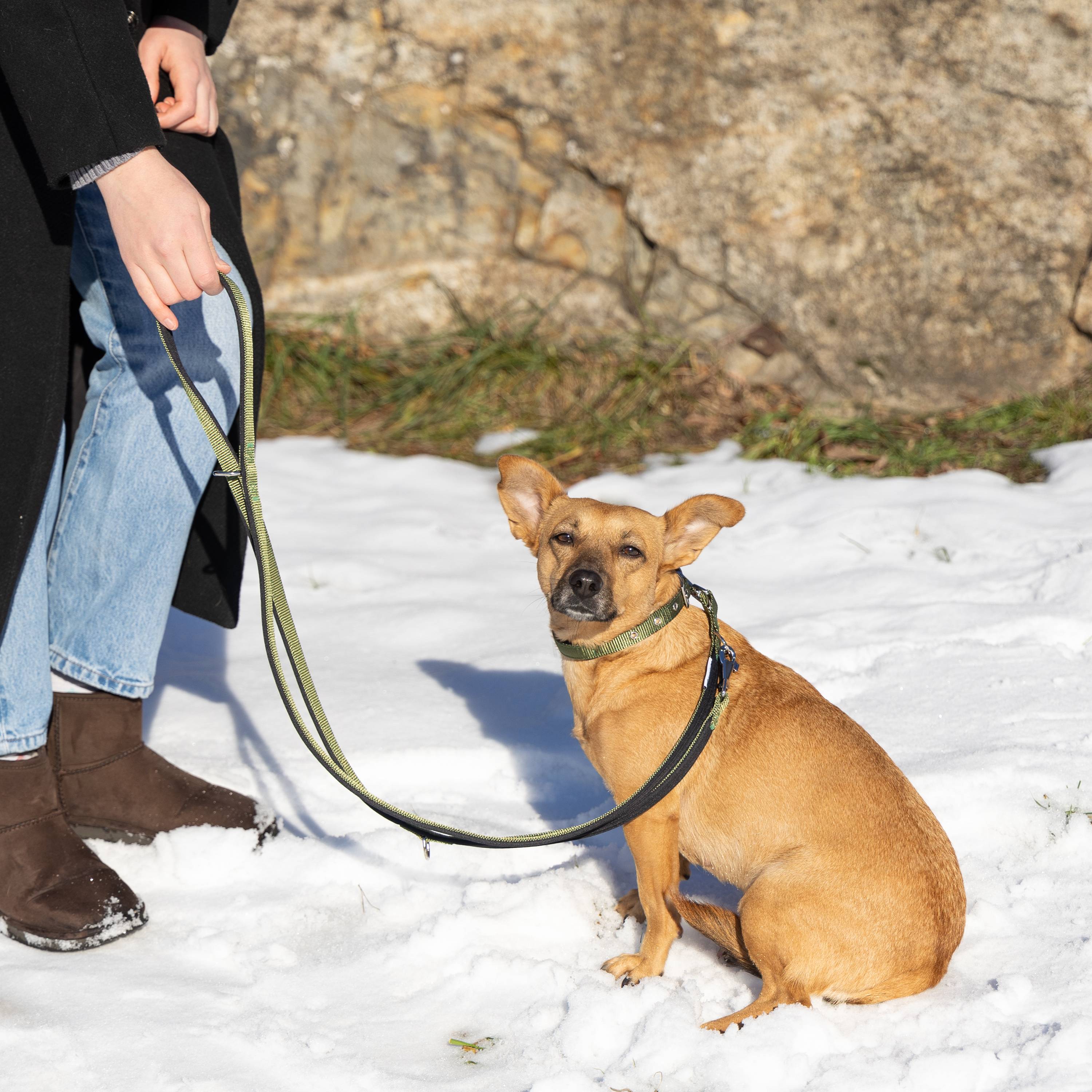 Ferplast - Ferplast laisse pour chien Daytona, laisse pour chien taille petite, 200 cm, laisse de dressage avec poignée rembourrée confortable et mousqueton en - Imagen 3