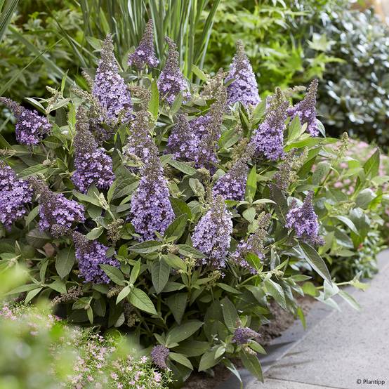 Buddleja davidii Butterfly Candy Lila Sweetheart - Arbre aux papillons nain Godet de 8/9 cm