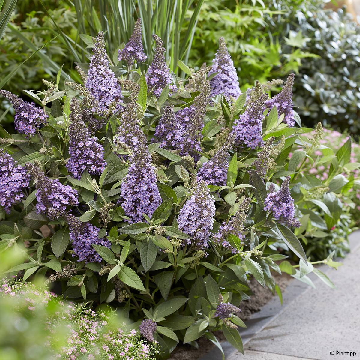 Buddleja davidii Butterfly Candy Lila Sweetheart - Arbre aux papillons nain Godet de 8/9 cm
