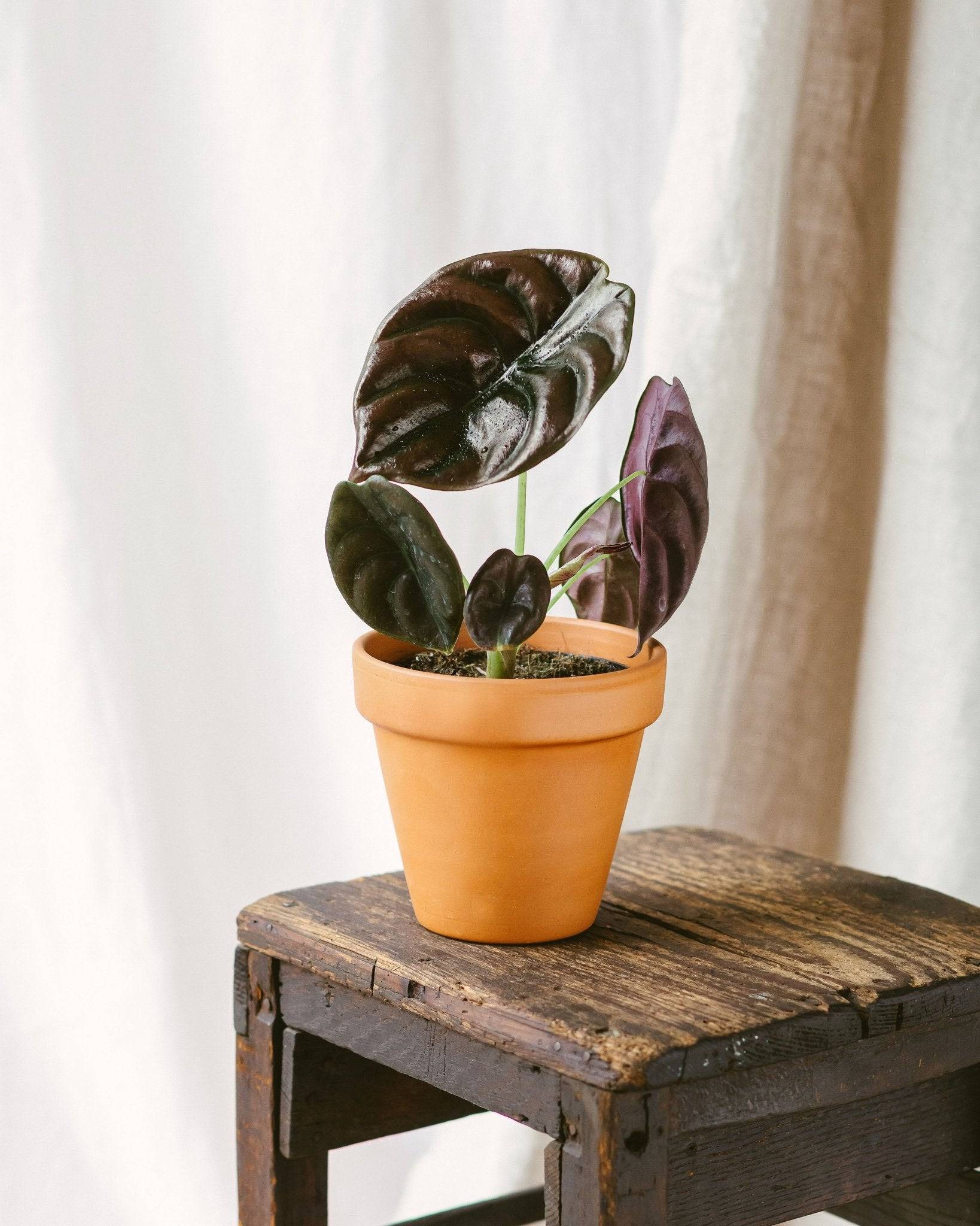 La Green Touch - Alocasia Red secret 35cm - Plante d'intérieur- La Green Touch