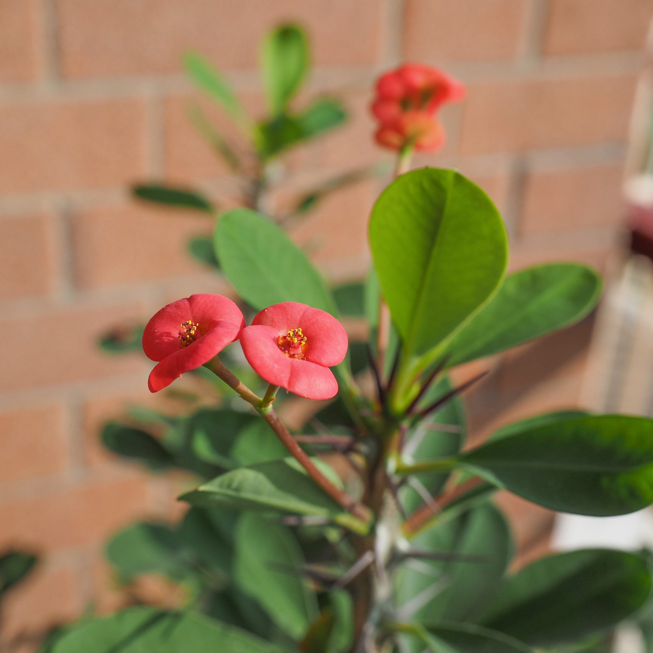 Plant In A Box - Euphorbe de Madagascar - Euphorbia 'Milii' - Hauteur 25-35cm - ⌀13cm - Image 2