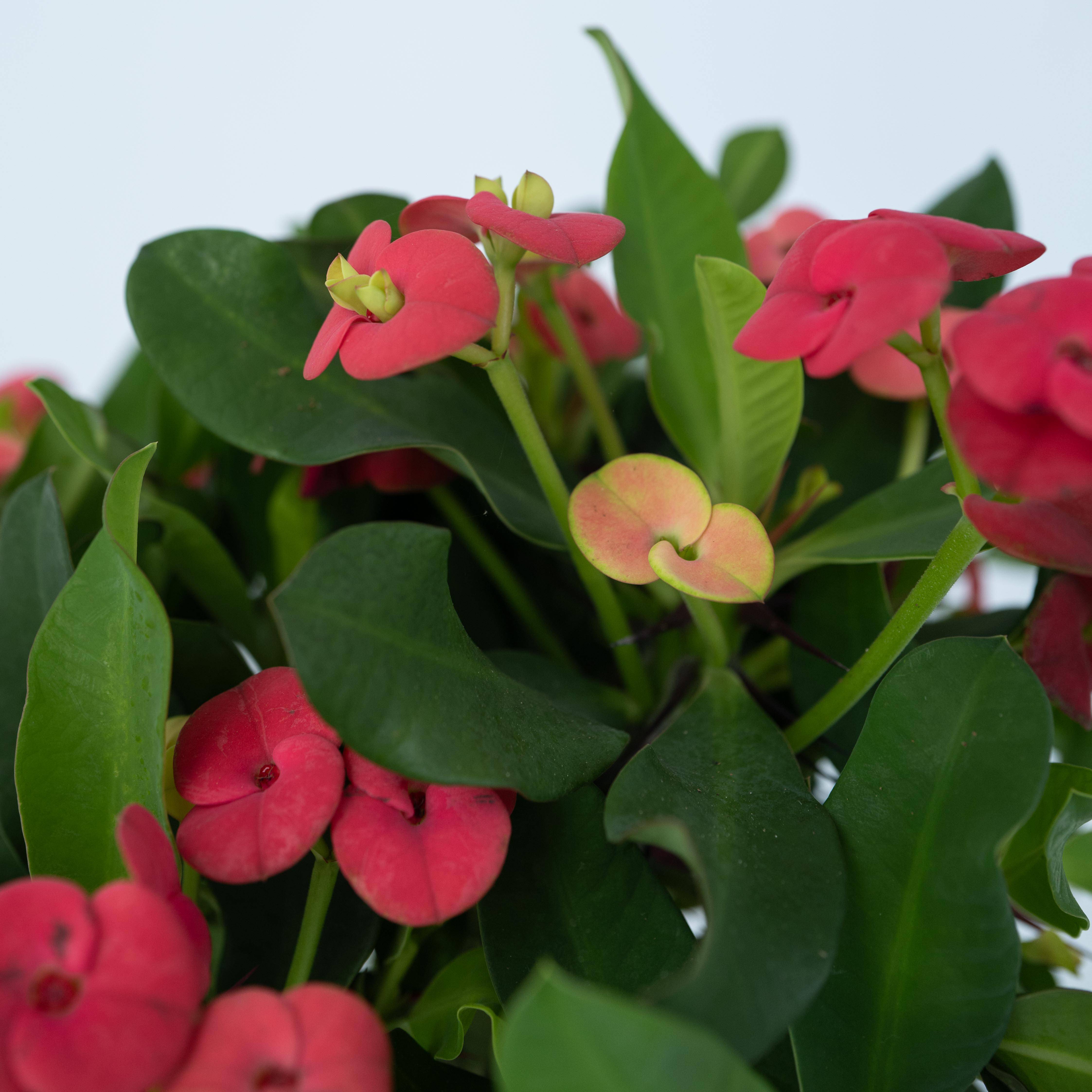 Plant In A Box - Euphorbe de Madagascar - Euphorbia 'Milii' - Hauteur 25-35cm - ⌀13cm - Image 4