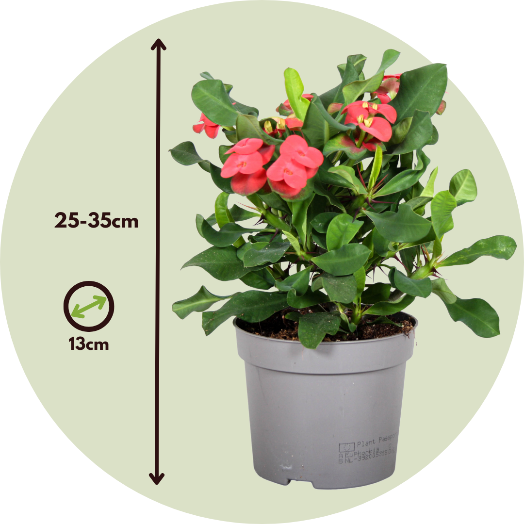 Plant In A Box - Euphorbe de Madagascar - Euphorbia 'Milii' - Hauteur 25-35cm - ⌀13cm - Image 6