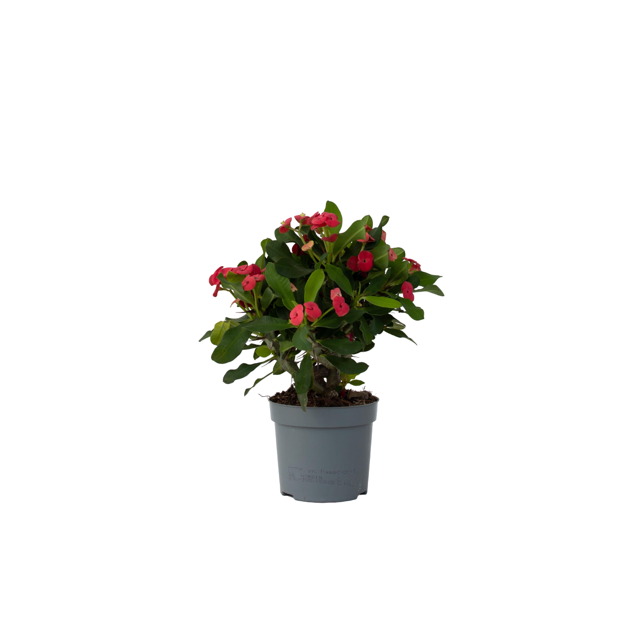 Plant In A Box - Euphorbe de Madagascar - Euphorbia 'Milii' - Hauteur 25-35cm - ⌀13cm - Image 1