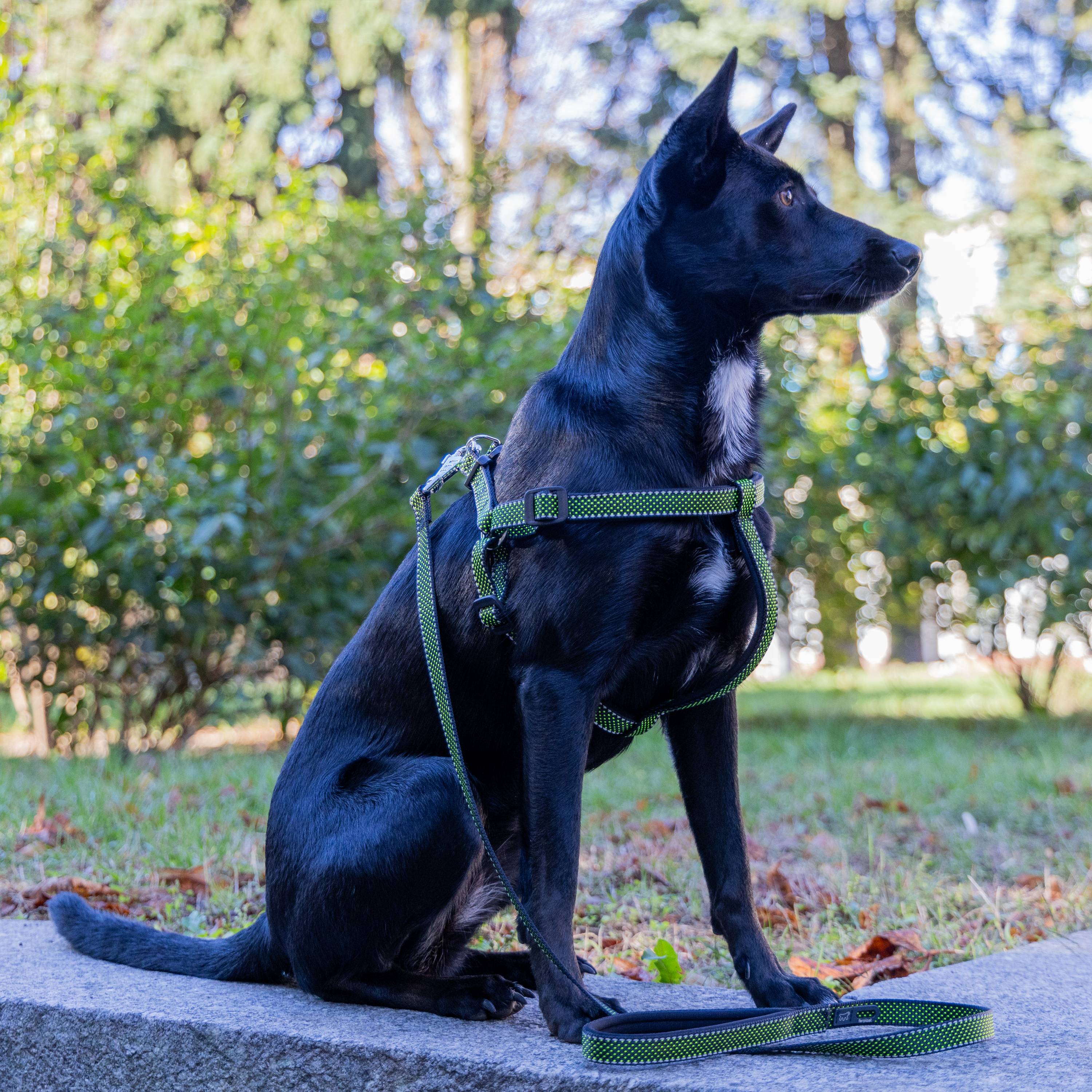 Ferplast - Harnais pour Chiens de Taille Moyenne-Grande Réfléchissant DAYTONA DELUXE LARGE, Rembourré, Marron-Noir - Imagen 3