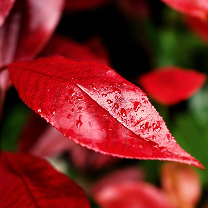 Photinia x fraseri Nana Pot de 2L/3L