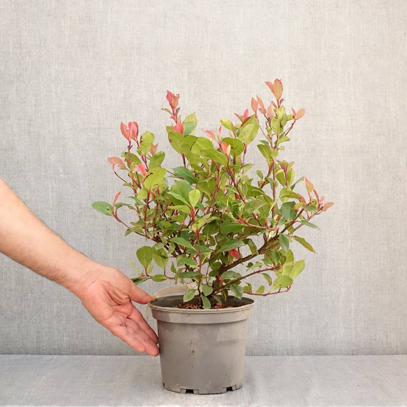 Photinia x fraseri Nana Pot de 2L/3L - Image 2
