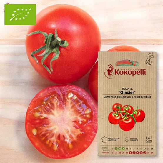 Tomate Glacier- Graines bio à semer - Image 1