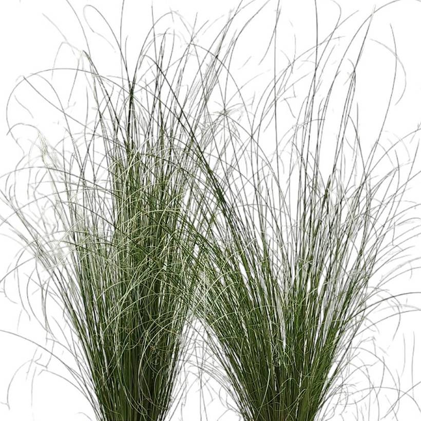 Carex buchananii Green Twist - Laîche de Buchanan Pot de 1,5L/2L