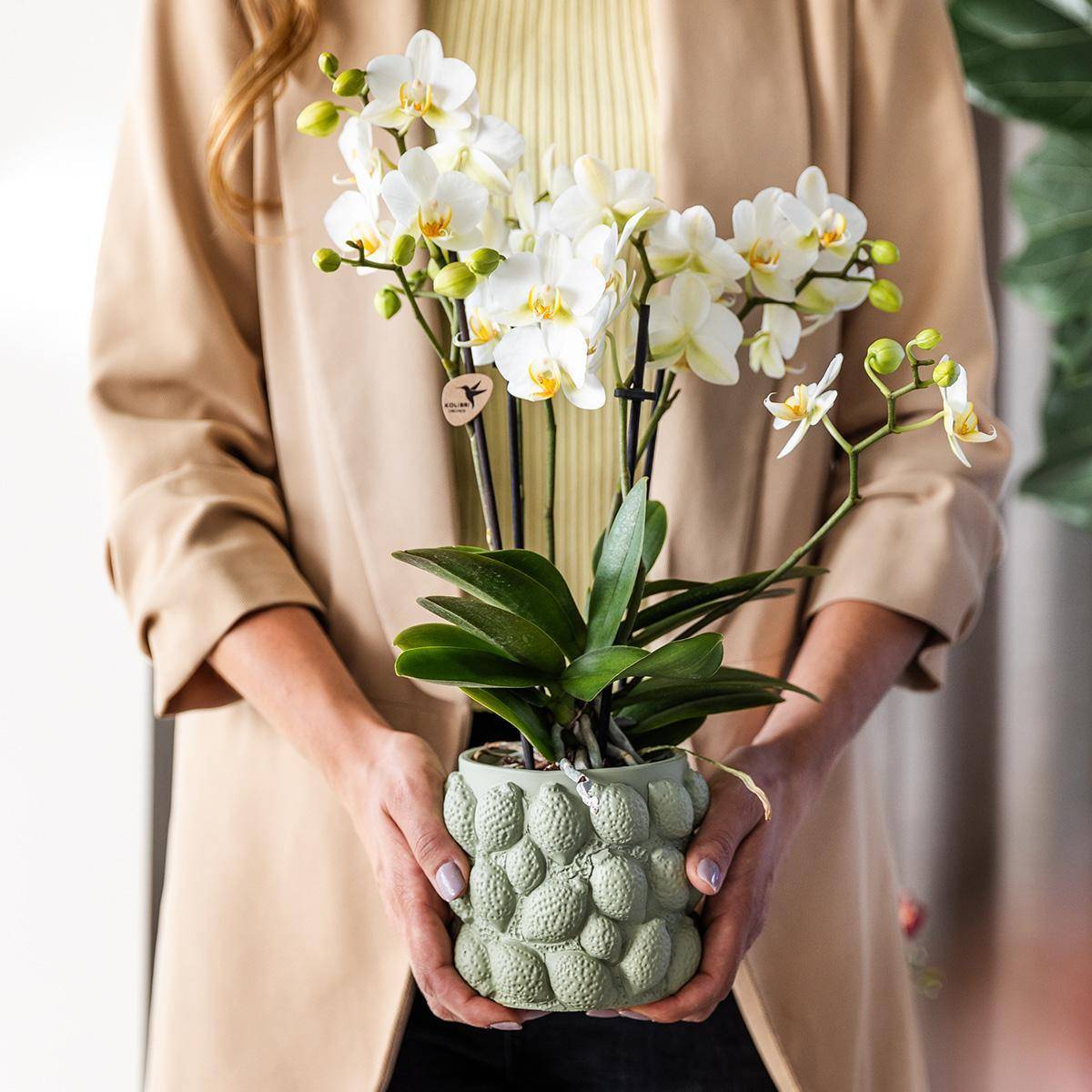 La Green Touch - Orchidée Phalaenopsis Jaune et son pot- La Green Touch Gris - Hauteur 35cm - Imagen 5