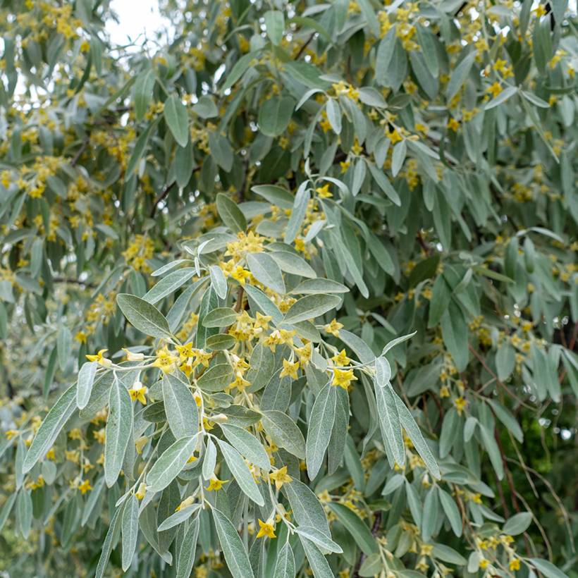 Promesse de Fleurs - Elaeagnus angustifolia - Olivier de Boheme Pot de 2L/3L