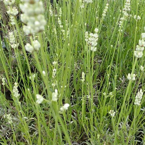 Lavandula angustifolia Hidcote White - Lavande vraie Godet de 8/9 cm