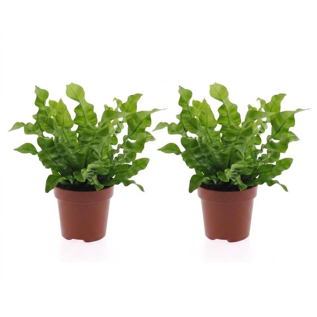 La Green Touch - Asplenium nidus Crispy Wave - Fougère nid d'oiseau - Lot de 2 plantes - Pot Ø12 cm, H 30 cm - Image 2