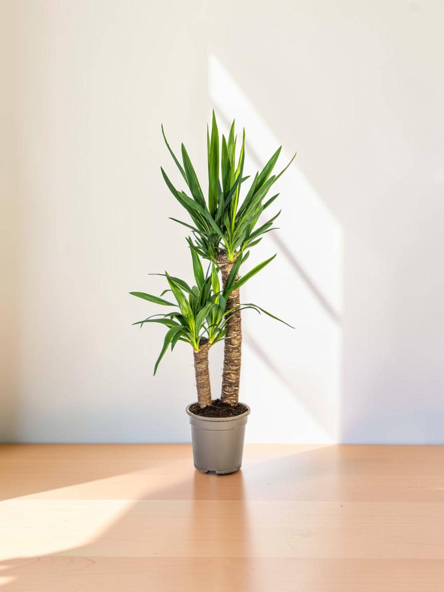 Yucca Elephantipes - D24 H120cm