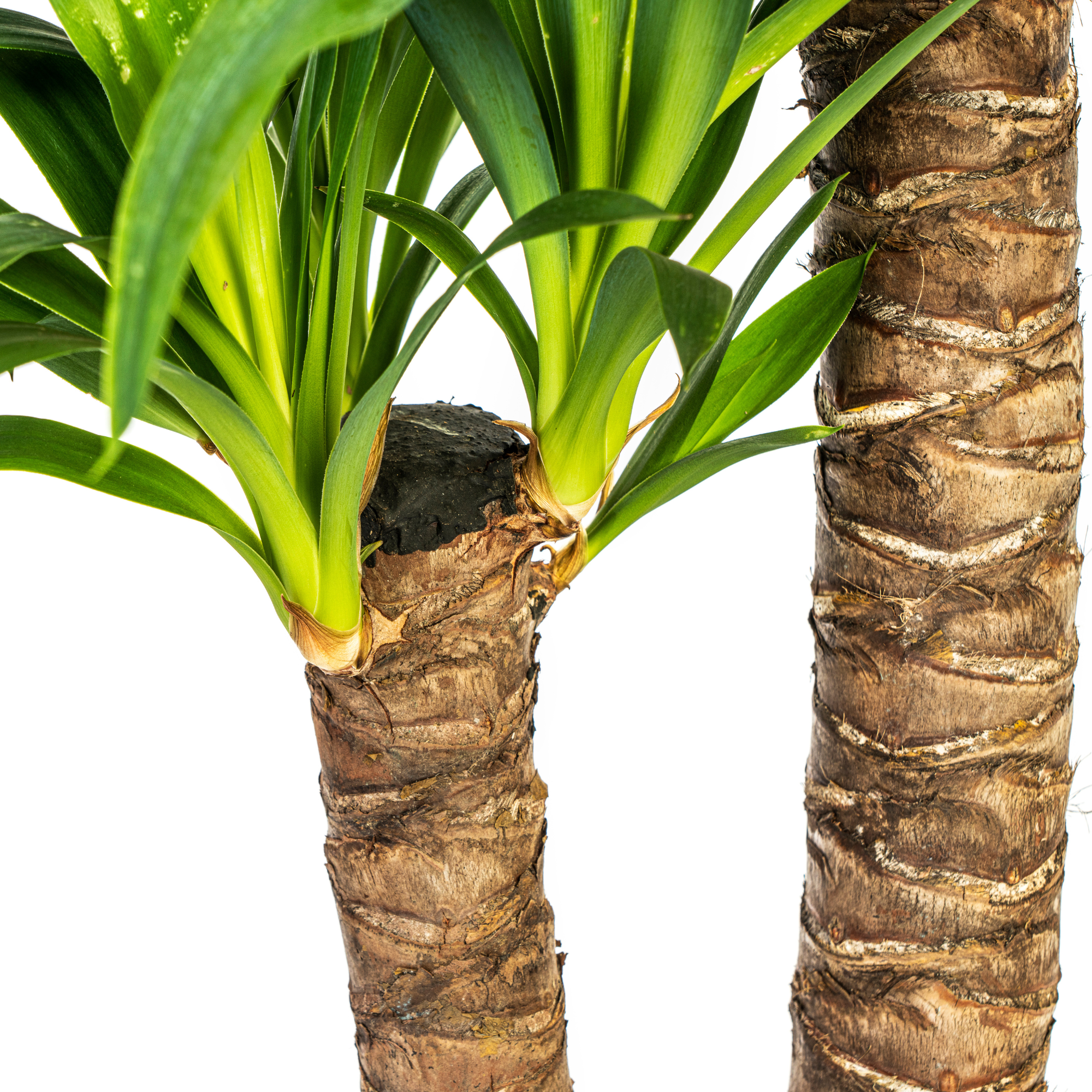 La Green Touch - Yucca Elephantipes - D24 H120cm - Image 6
