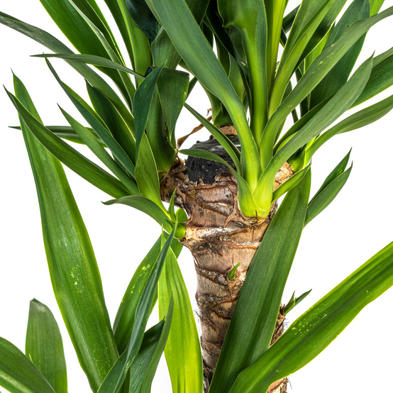 La Green Touch - Yucca Elephantipes - D24 H120cm - Image 2