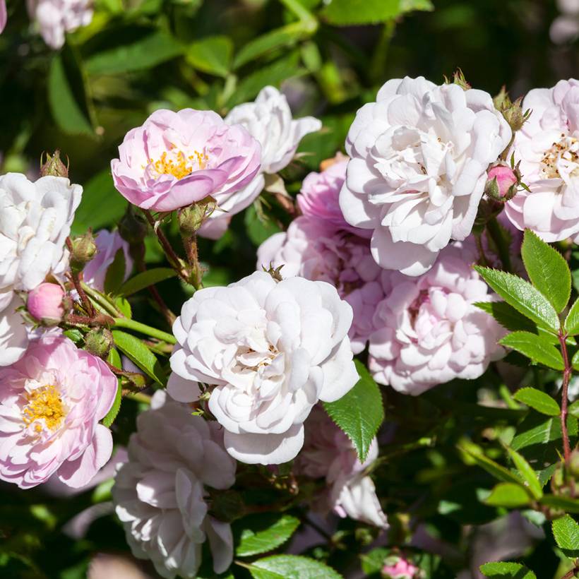 Promesse de Fleurs - Rosier grimpant anglais Little Rambler Pot de 4L/5L