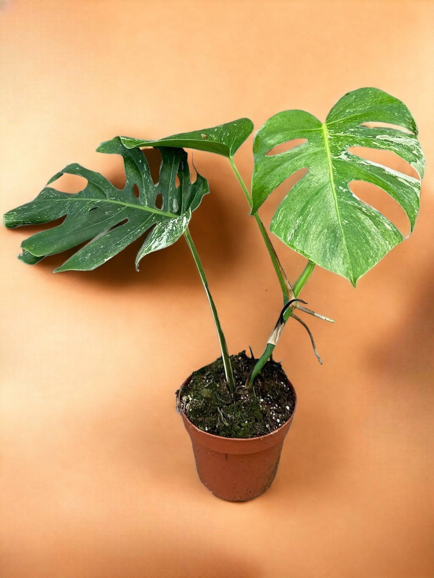 Monstera Deliciosa Variegata- La Green Touch
